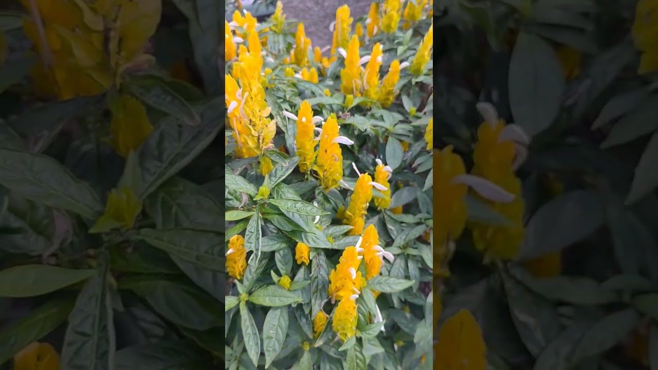 7 de novembro de 2025