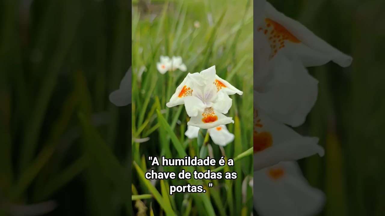 Bondade de Deus #sãofranciscodeassis #fe #esperança