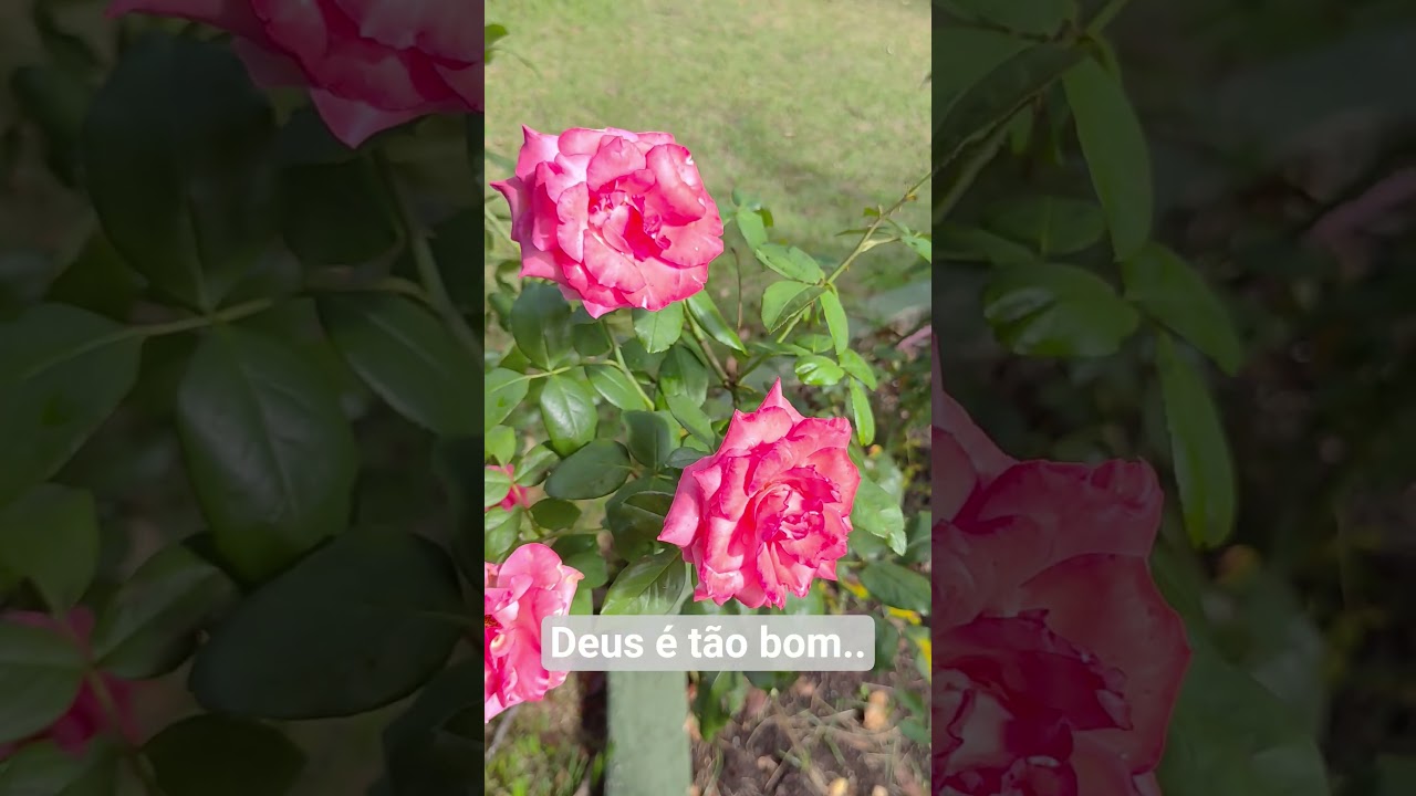 Deus é tão bom…#bondadededeus #fe #gratidão